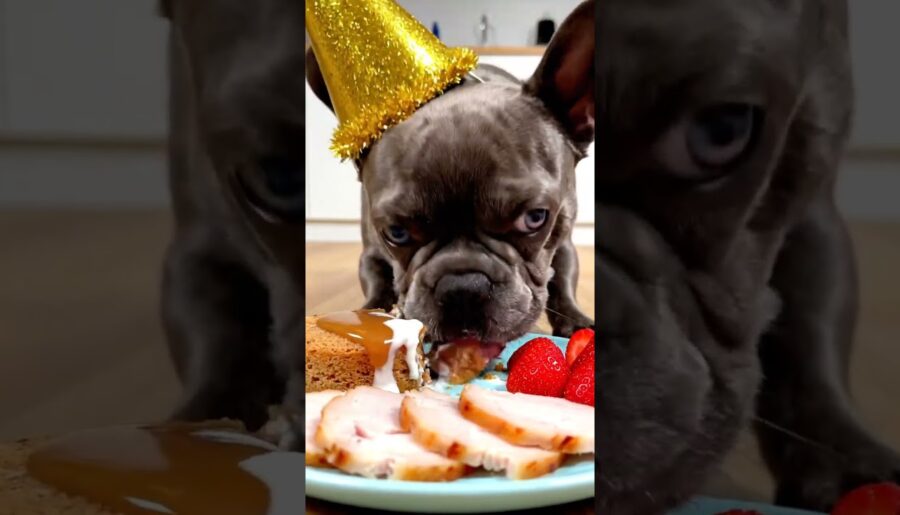 Rare Isabella Frenchie’s FIRST ASMR Mukbang #ASMRDog #FrenchBulldog #IsabellaFrenchie #DogEating