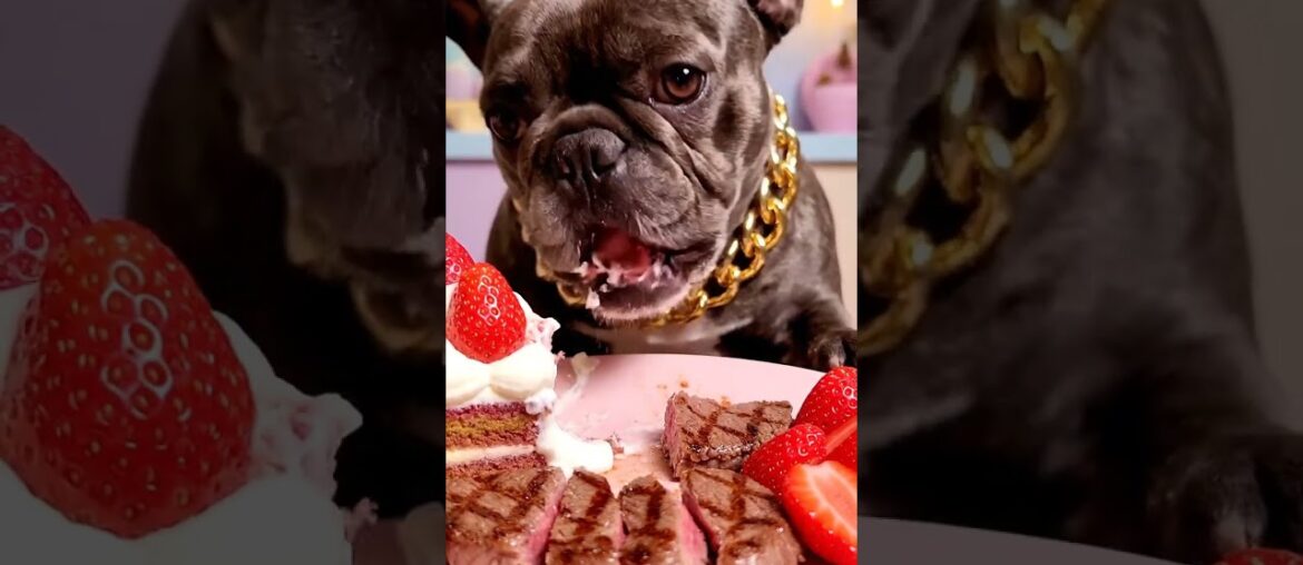 Rare Isabella Frenchie’s FIRST ASMR Mukbang   #ASMRDog #FrenchBulldog #IsabellaFrenchie #DogEating
