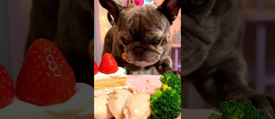 Rare Isabella Frenchie’s FIRST ASMR Mukbang   #ASMRDog #FrenchBulldog #IsabellaFrenchie #DogEating