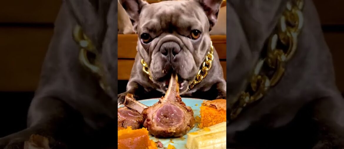 Rare Isabella Frenchie’s FIRST ASMR Mukbang   #ASMRDog #FrenchBulldog #IsabellaFrenchie #DogEating