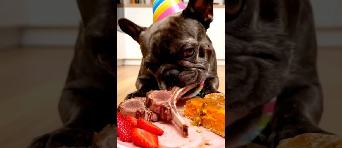 Rare Isabella Frenchie’s FIRST ASMR Mukbang   #ASMRDog #FrenchBulldog #IsabellaFrenchie #DogEating