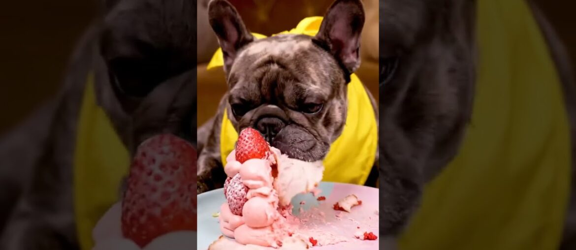 Rare Isabella Frenchie’s FIRST ASMR Mukbang   #ASMRDog #FrenchBulldog #IsabellaFrenchie #DogEating