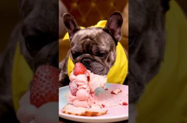 Rare Isabella Frenchie’s FIRST ASMR Mukbang   #ASMRDog #FrenchBulldog #IsabellaFrenchie #DogEating