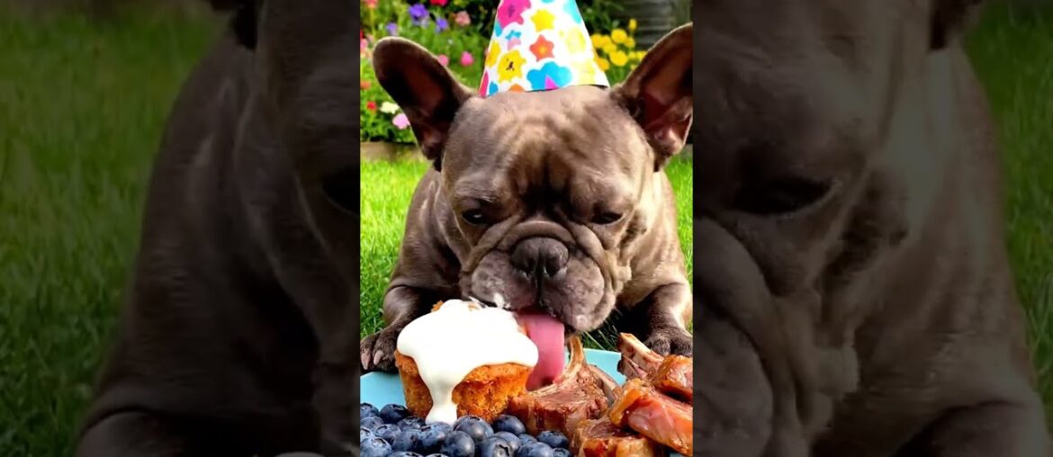 Rare Isabella Frenchie’s FIRST ASMR Mukbang #ASMRDog #FrenchBulldog #IsabellaFrenchie #DogEating Rare Isabella Frenchie’s FIRST ASMR Mukbang #ASMRDog #FrenchBulldog #IsabellaFrenchie #DogEating