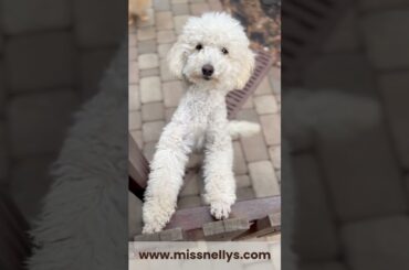 NELLYPACK2026! Use this code to save 20% on your order!  #dogmom #dogfood #doglife #dogsnacks