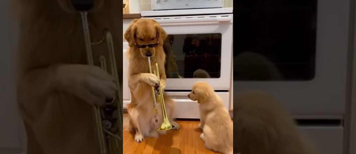 The secret to the perfect Grilled Cheese.#SoraAI #ChefDog #DogCooking #Satisfying #GourmetPet #ai The secret to the perfect Grilled Cheese.#SoraAI #ChefDog #DogCooking #Satisfying #GourmetPet #ai