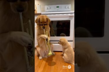 The secret to the perfect Grilled Cheese.#SoraAI #ChefDog #DogCooking #Satisfying #GourmetPet #ai