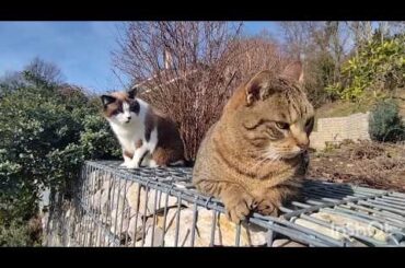 Sunny Garden Cats: Play, Hunt & Wrestling Time! 😼🌿☀️