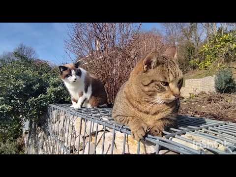 Sunny Garden Cats: Play, Hunt & Wrestling Time! 😼🌿☀️ Sunny Garden Cats: Play, Hunt & Wrestling Time! 😼🌿☀️