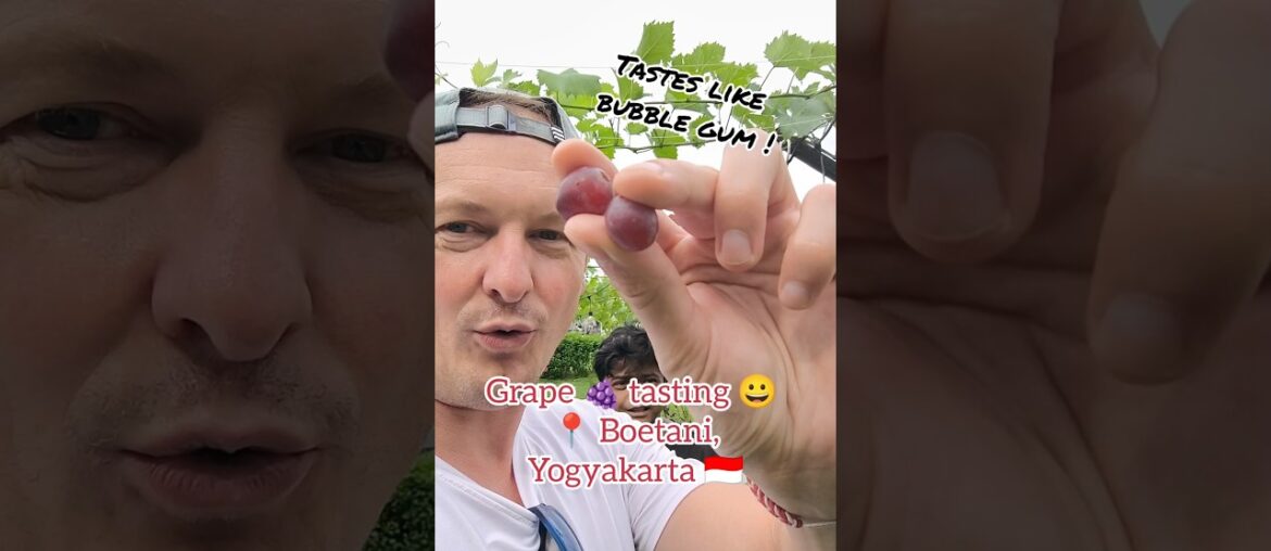 French Guy’s Mind is BLOWN by Grapes That Taste Like BUBBLE GUM! 🍇🤯 | Yogyakarta, Indonesia French Guy's Mind is BLOWN by Grapes That Taste Like BUBBLE GUM! 🍇🤯 | Yogyakarta, Indonesia