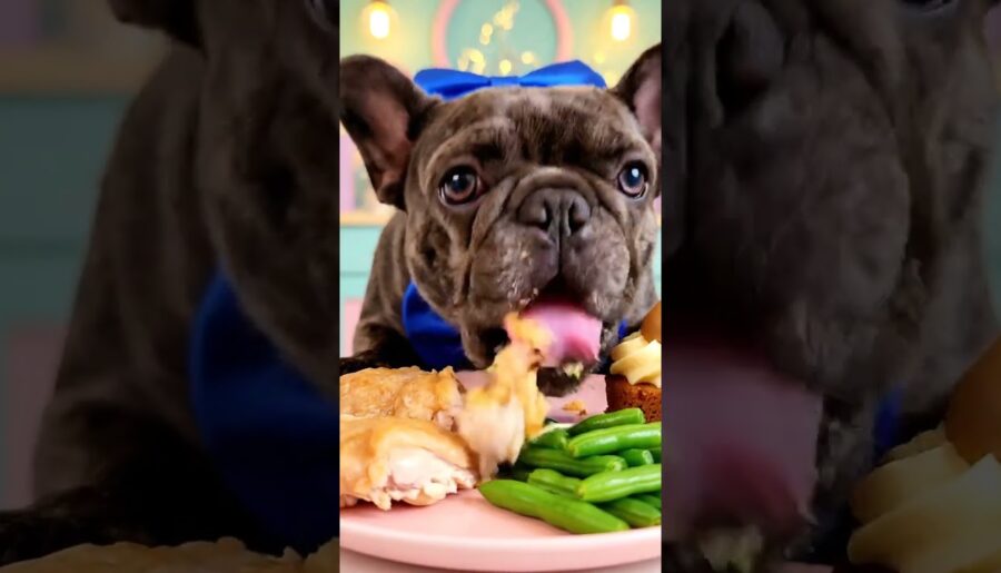 Rare Isabella Frenchie’s FIRST ASMR Mukbang #ASMRDog #FrenchBulldog #IsabellaFrenchie #DogEating