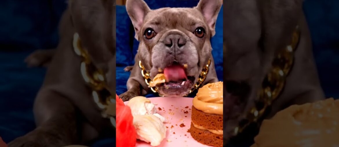 Rare Isabella Frenchie’s FIRST ASMR Mukbang   #ASMRDog #FrenchBulldog #IsabellaFrenchie #DogEating