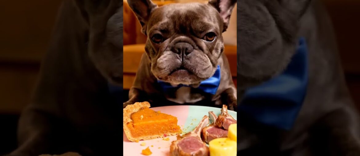 Rare Isabella Frenchie’s FIRST ASMR Mukbang   #ASMRDog #FrenchBulldog #IsabellaFrenchie #DogEating