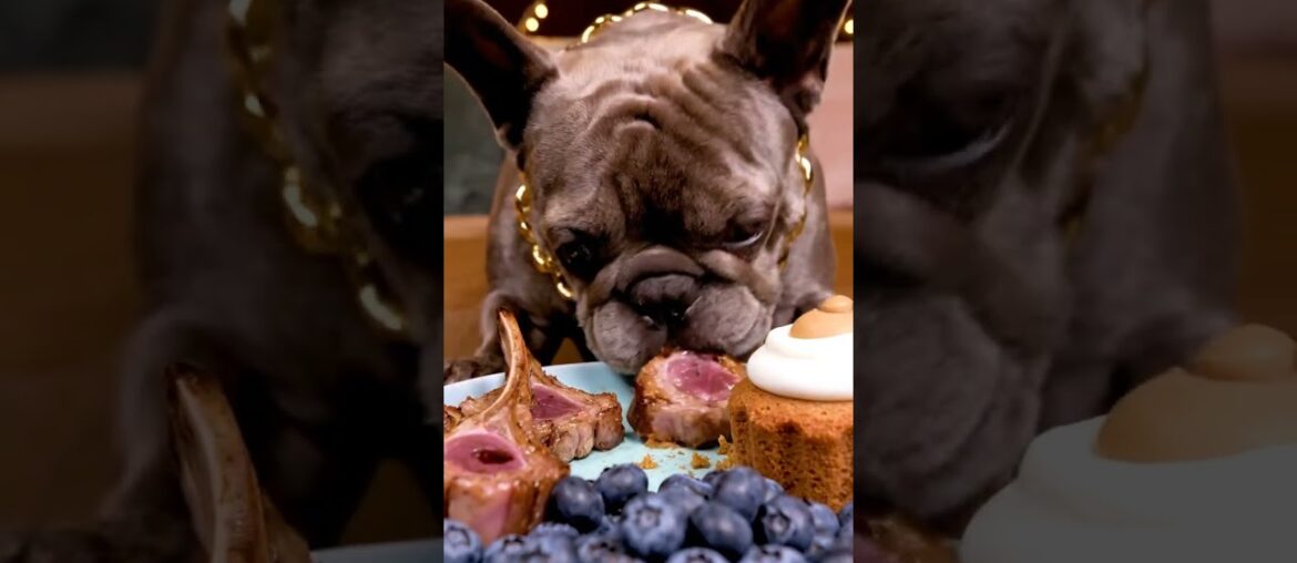 Rare Isabella Frenchie’s FIRST ASMR Mukbang   #ASMRDog #FrenchBulldog #IsabellaFrenchie #DogEating