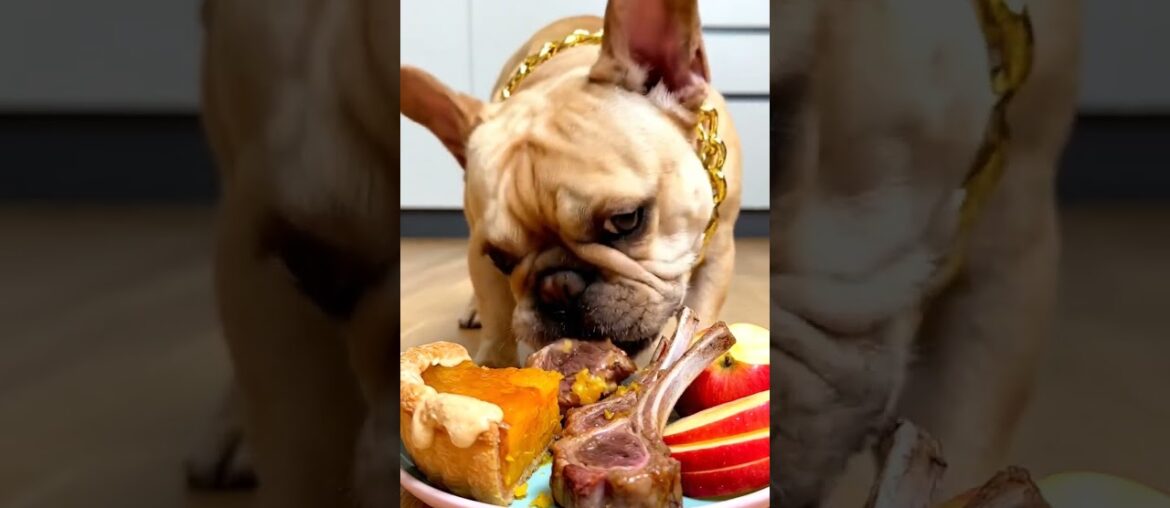 Rare Isabella Frenchie’s FIRST ASMR Mukbang   #ASMRDog #FrenchBulldog #IsabellaFrenchie #DogEating