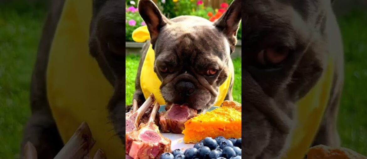 Rare Isabella Frenchie’s FIRST ASMR Mukbang   #ASMRDog #FrenchBulldog #IsabellaFrenchie #DogEating