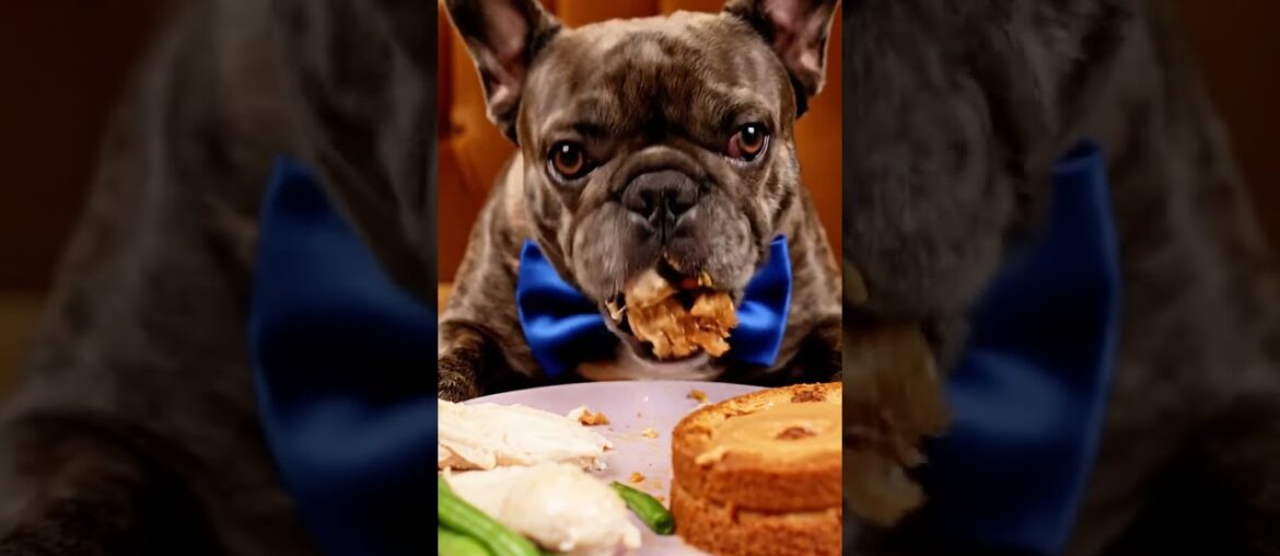 Rare Isabella Frenchie’s FIRST ASMR Mukbang   #ASMRDog #FrenchBulldog #IsabellaFrenchie #DogEating
