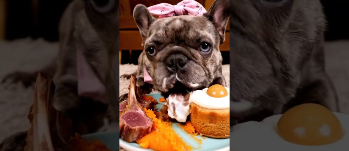 Rare Isabella Frenchie’s FIRST ASMR Mukbang   #ASMRDog #FrenchBulldog #IsabellaFrenchie #DogEating