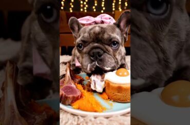 Rare Isabella Frenchie’s FIRST ASMR Mukbang   #ASMRDog #FrenchBulldog #IsabellaFrenchie #DogEating