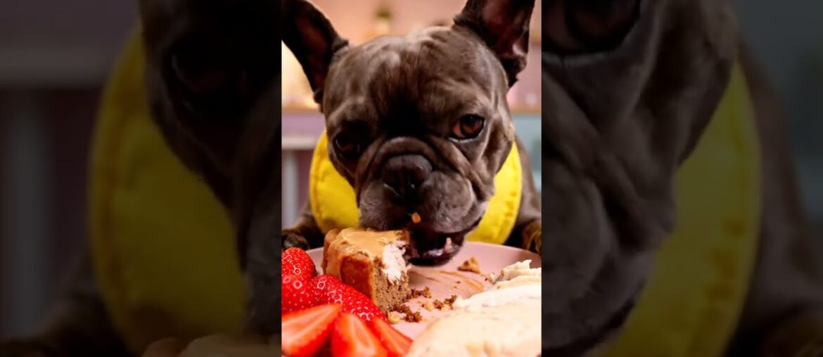 Rare Isabella Frenchie’s FIRST ASMR Mukbang   #ASMRDog #FrenchBulldog #IsabellaFrenchie #DogEating