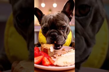 Rare Isabella Frenchie’s FIRST ASMR Mukbang   #ASMRDog #FrenchBulldog #IsabellaFrenchie #DogEating