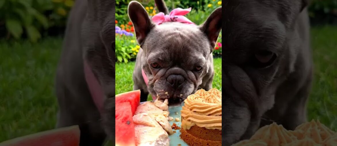 Rare Isabella Frenchie’s FIRST ASMR Mukbang   #ASMRDog #FrenchBulldog #IsabellaFrenchie #DogEating