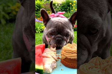 Rare Isabella Frenchie’s FIRST ASMR Mukbang   #ASMRDog #FrenchBulldog #IsabellaFrenchie #DogEating