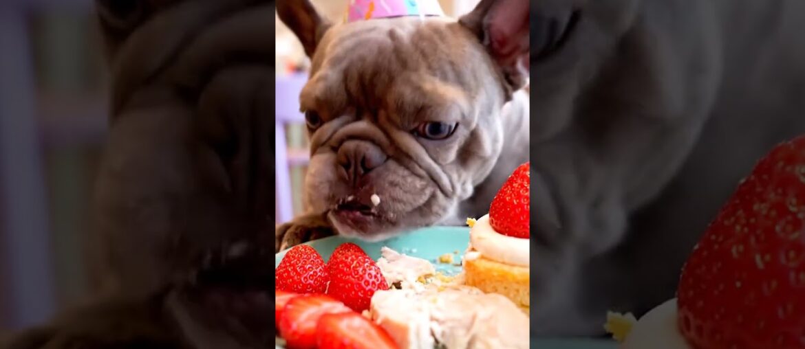 Rare Isabella Frenchie’s FIRST ASMR Mukbang   #ASMRDog #FrenchBulldog #IsabellaFrenchie #DogEating