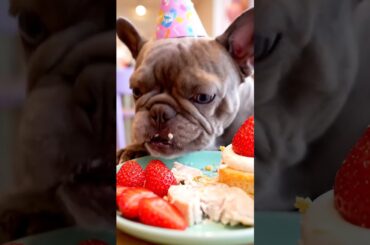 Rare Isabella Frenchie’s FIRST ASMR Mukbang   #ASMRDog #FrenchBulldog #IsabellaFrenchie #DogEating