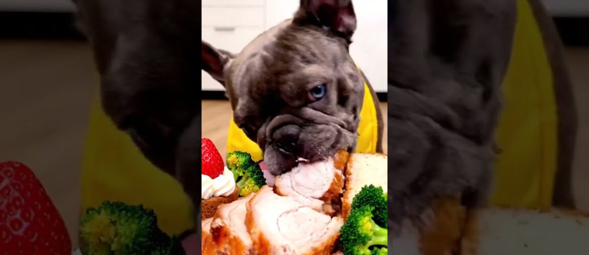 Rare Isabella Frenchie’s FIRST ASMR Mukbang   #ASMRDog #FrenchBulldog #IsabellaFrenchie #DogEating