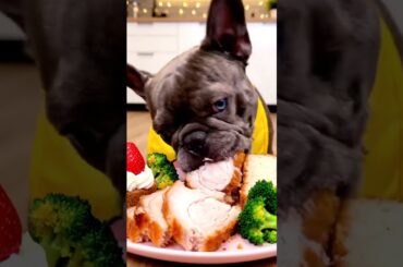 Rare Isabella Frenchie’s FIRST ASMR Mukbang   #ASMRDog #FrenchBulldog #IsabellaFrenchie #DogEating
