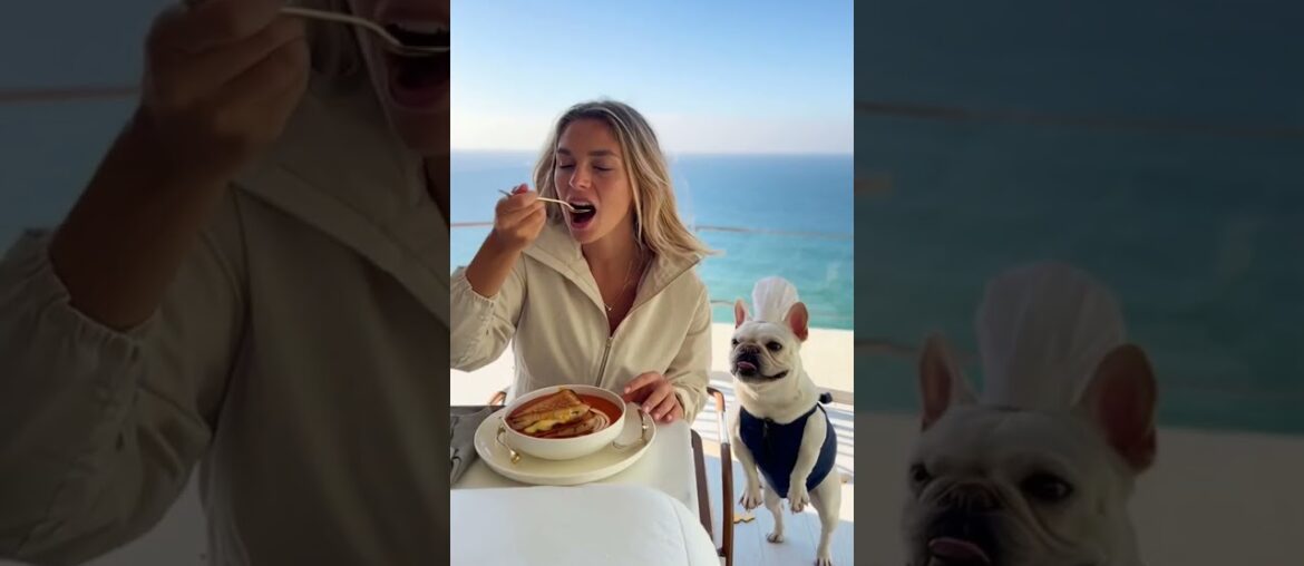 French Bulldog Chef Serves Gourmet Grilled Cheese French Bulldog Chef Serves Gourmet Grilled Cheese