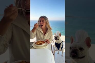 French Bulldog Chef Serves Gourmet Grilled Cheese