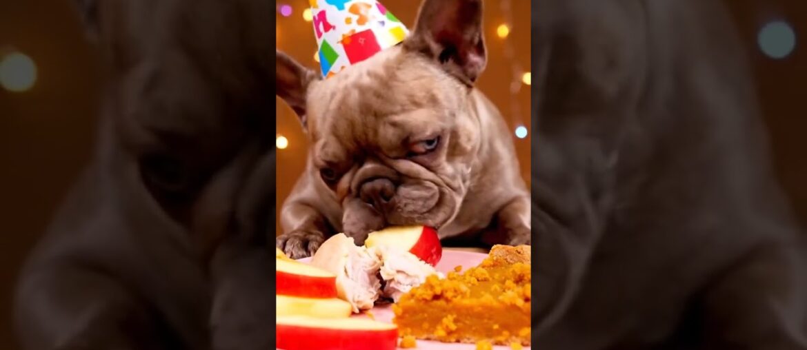 Rare Isabella Frenchie’s FIRST ASMR Mukbang #ASMRDog #FrenchBulldog #IsabellaFrenchie #DogEating Rare Isabella Frenchie’s FIRST ASMR Mukbang #ASMRDog #FrenchBulldog #IsabellaFrenchie #DogEating