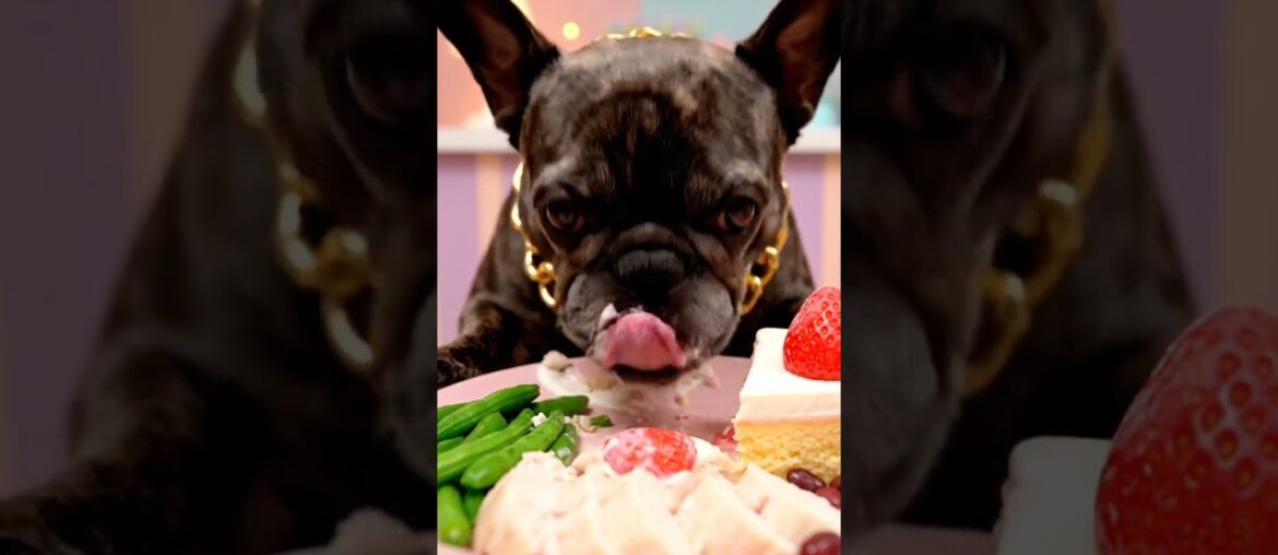 Rare Isabella Frenchie’s FIRST ASMR Mukbang   #ASMRDog #FrenchBulldog #IsabellaFrenchie #DogEating