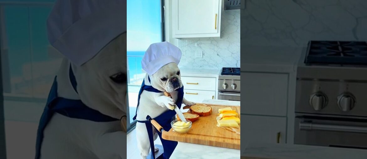 French Bulldog Chef Cooking Gourmet Meal French Bulldog Chef Cooking Gourmet Meal