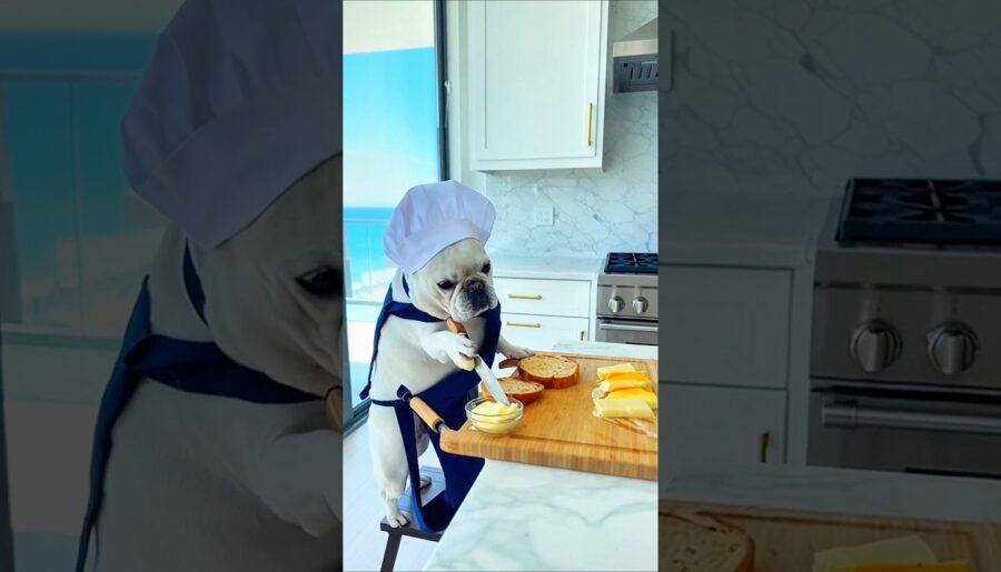 French Bulldog Chef Cooking Gourmet Meal