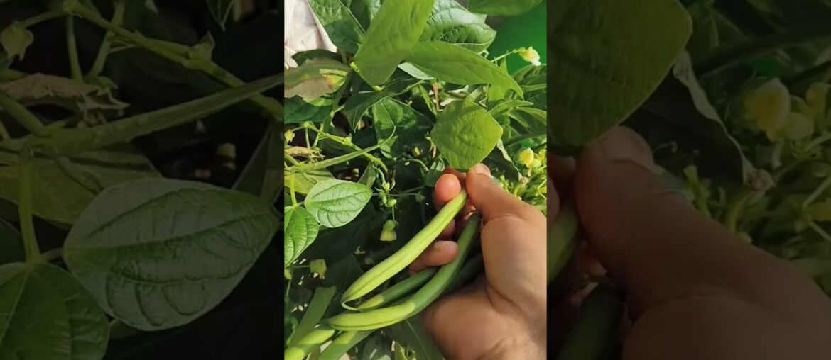 french beans harvesting #garden