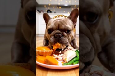 Rare Isabella Frenchie’s FIRST ASMR Mukbang   #ASMRDog #FrenchBulldog #IsabellaFrenchie #DogEating