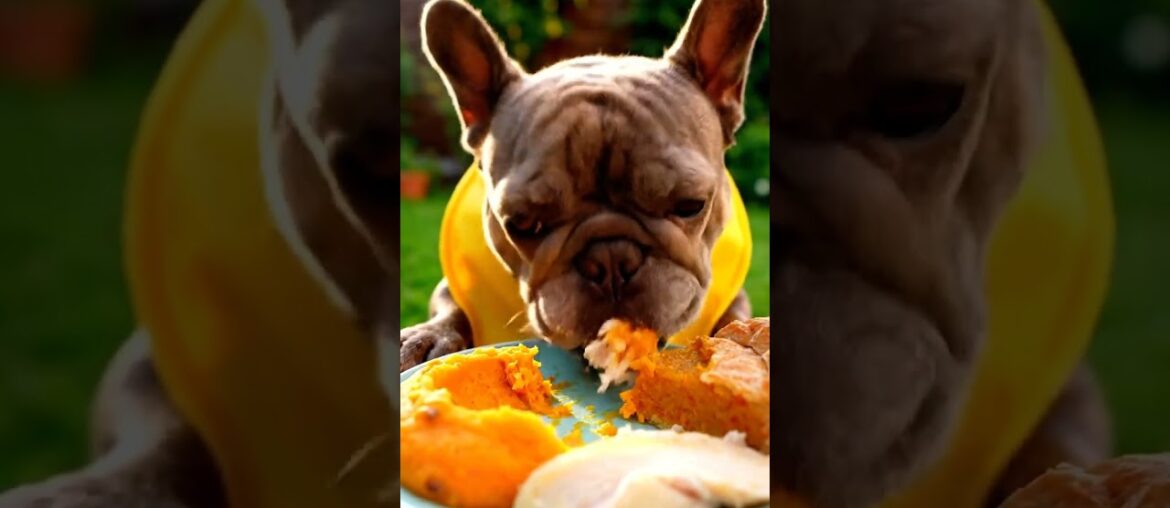 Rare Isabella Frenchie’s FIRST ASMR Mukbang   #ASMRDog #FrenchBulldog #IsabellaFrenchie #DogEating