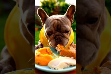Rare Isabella Frenchie’s FIRST ASMR Mukbang   #ASMRDog #FrenchBulldog #IsabellaFrenchie #DogEating