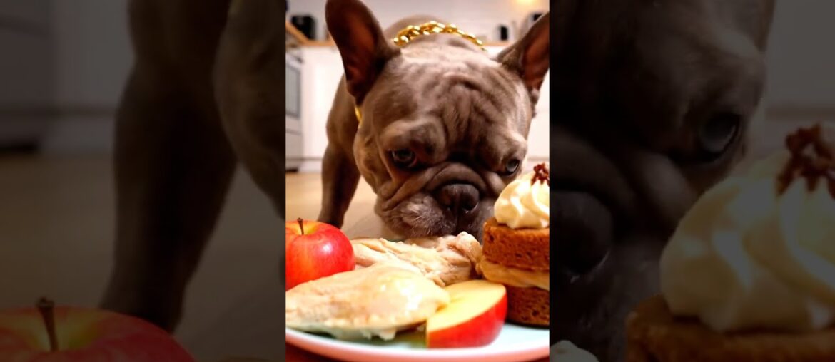 Rare Isabella Frenchie’s FIRST ASMR Mukbang #ASMRDog #FrenchBulldog #IsabellaFrenchie #DogEating Rare Isabella Frenchie’s FIRST ASMR Mukbang #ASMRDog #FrenchBulldog #IsabellaFrenchie #DogEating