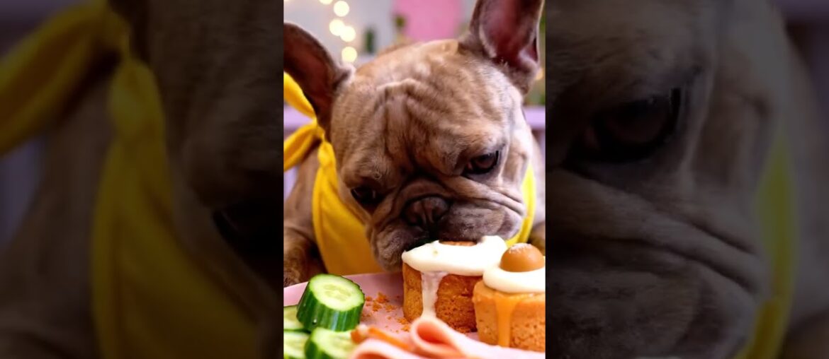 Rare Isabella Frenchie’s FIRST ASMR Mukbang   #ASMRDog #FrenchBulldog #IsabellaFrenchie #DogEating