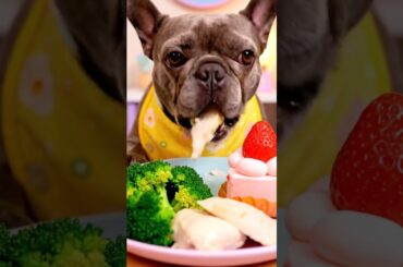 Rare Isabella Frenchie’s FIRST ASMR Mukbang   #ASMRDog #FrenchBulldog #IsabellaFrenchie #DogEating