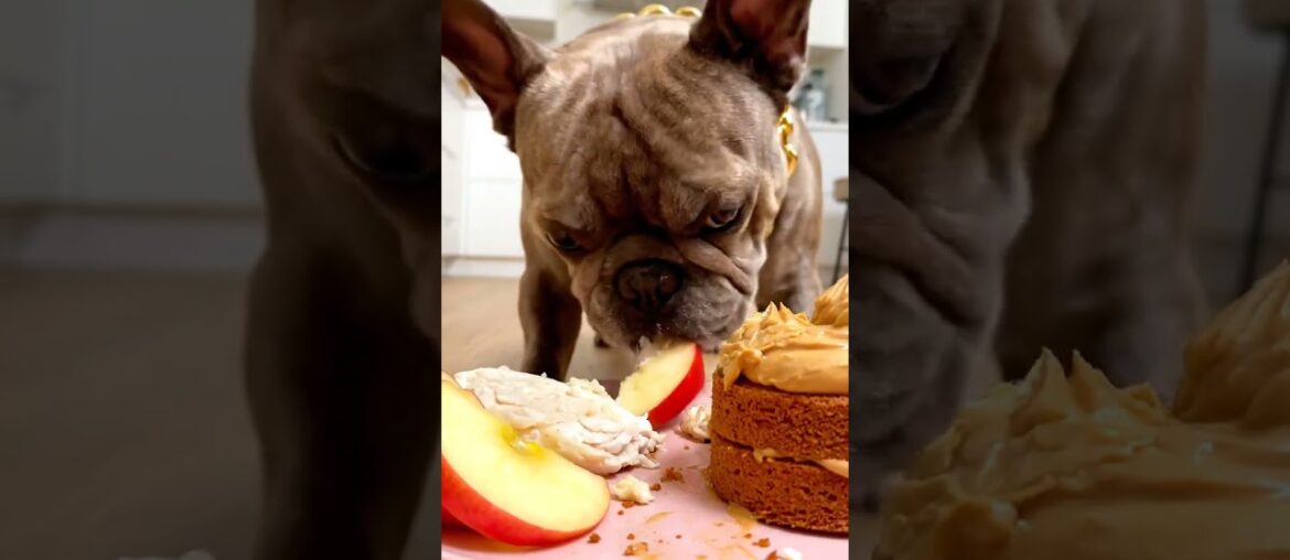 Rare Isabella Frenchie’s FIRST ASMR Mukbang #ASMRDog #FrenchBulldog #IsabellaFrenchie #DogEating Rare Isabella Frenchie’s FIRST ASMR Mukbang #ASMRDog #FrenchBulldog #IsabellaFrenchie #DogEating