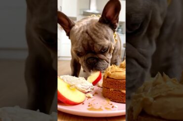 Rare Isabella Frenchie’s FIRST ASMR Mukbang   #ASMRDog #FrenchBulldog #IsabellaFrenchie #DogEating