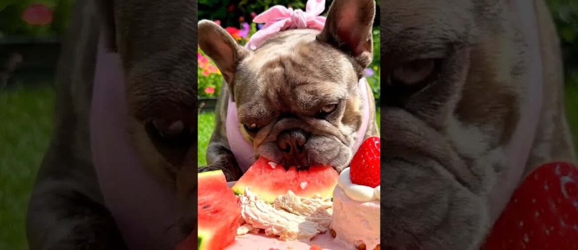 Rare Isabella Frenchie’s FIRST ASMR Mukbang   #ASMRDog #FrenchBulldog #IsabellaFrenchie #DogEating