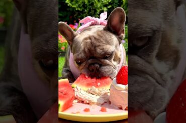 Rare Isabella Frenchie’s FIRST ASMR Mukbang   #ASMRDog #FrenchBulldog #IsabellaFrenchie #DogEating