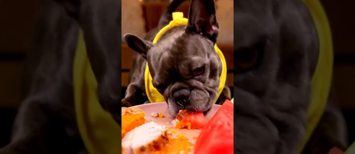 Rare Isabella Frenchie’s FIRST ASMR Mukbang   #ASMRDog #FrenchBulldog #IsabellaFrenchie #DogEating