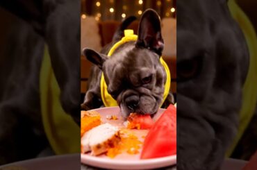 Rare Isabella Frenchie’s FIRST ASMR Mukbang   #ASMRDog #FrenchBulldog #IsabellaFrenchie #DogEating